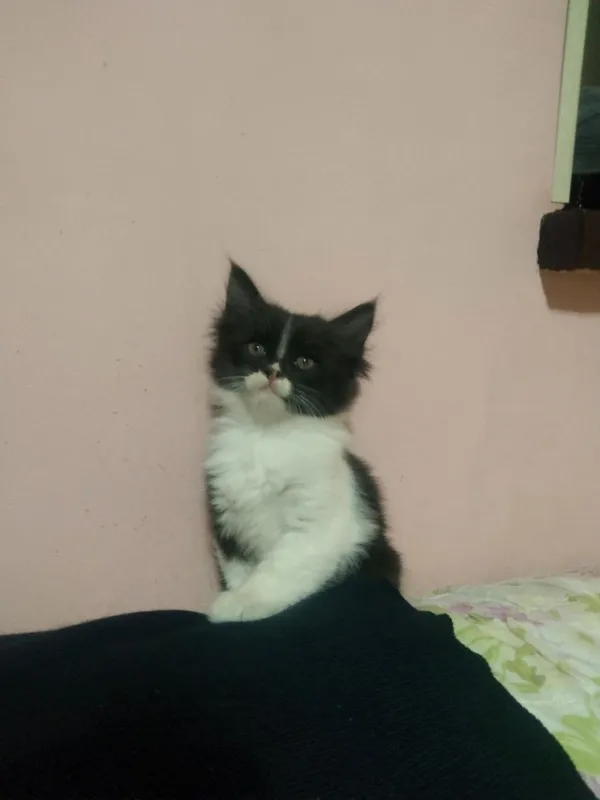 Отдам в добрые руки котят