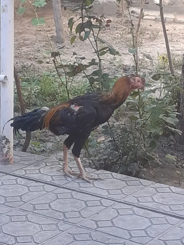 Xoroz sotiladi srochno 3 Xoroz sotiladi srochno 3