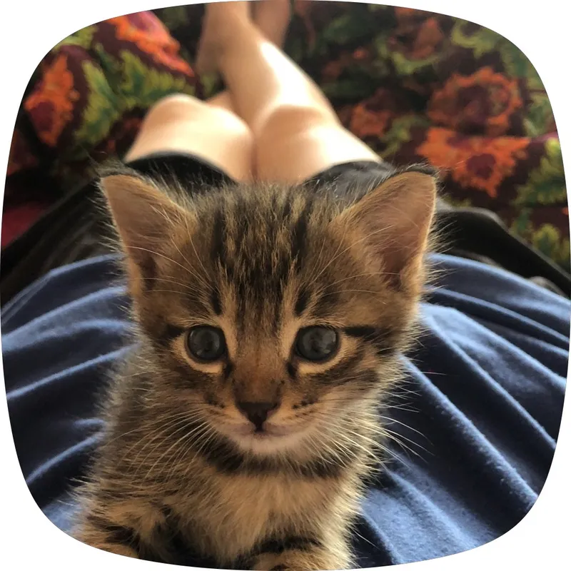 Котёнок Котёнок