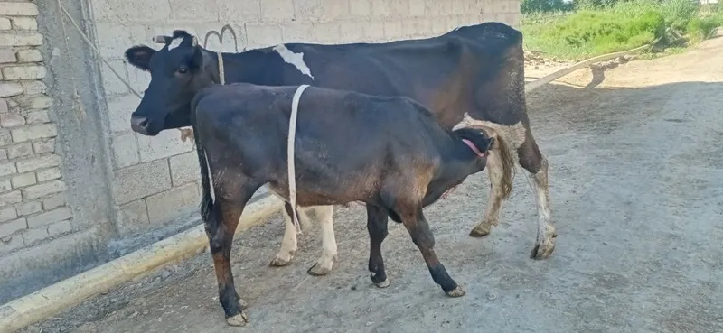 Ona bola sigirlar 3