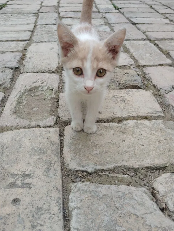 Mushukchalar ikkitasi oq va sariq bittasi qopqora bittasi seri safedi