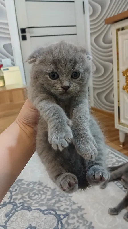 Скоттиш-фолды — довольно молодая по кошачьим