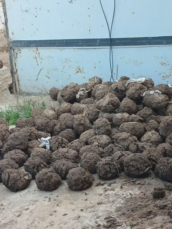 Tezak sotiladu yogli yem yigan moldiki