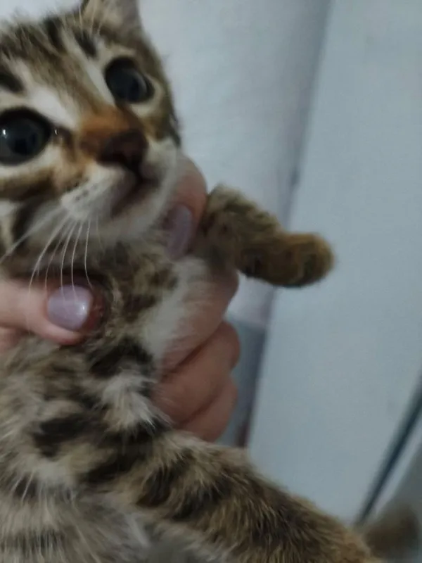 Котята 5 штук отдам в хорошие и добрые руки 3 Котята 5 штук отдам в хорошие и добрые руки 3