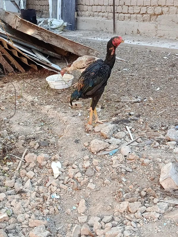 Dakan, boboqi jo'ja 5 Dakan, boboqi jo'ja 5