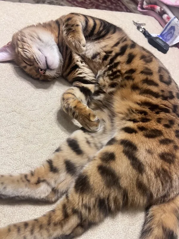 Бенгальский кошка — фото 1