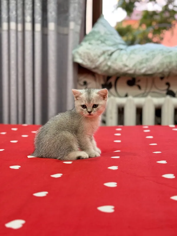 Mushukchalar sotiladi! 5