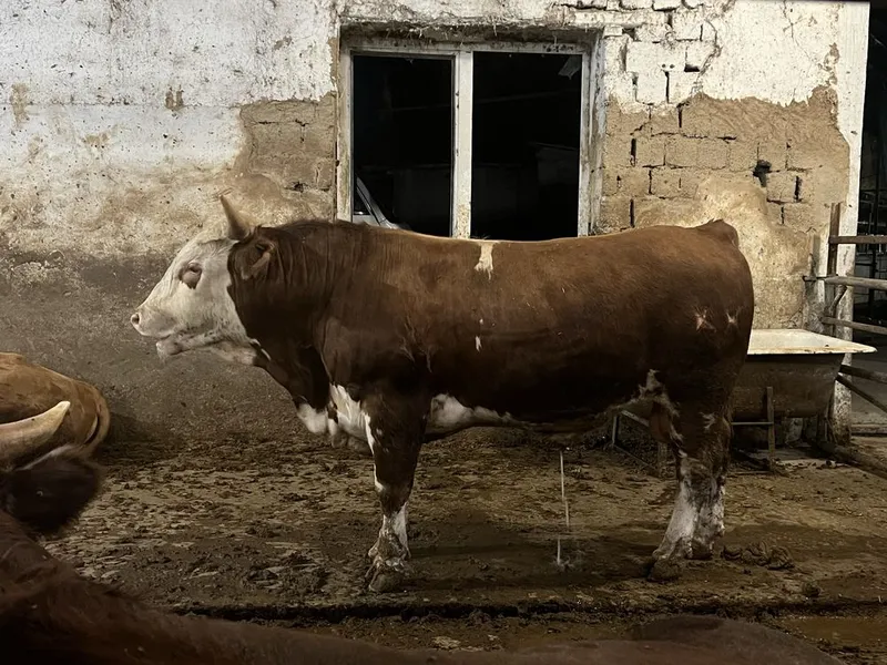 Qurbolnik uchun Buqallar sotiladi
