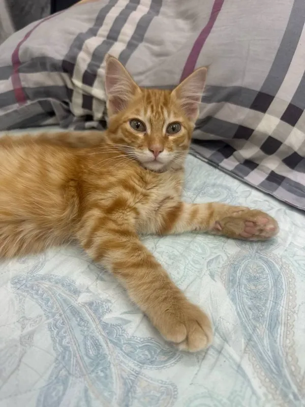 Котенок в добрые руки 1