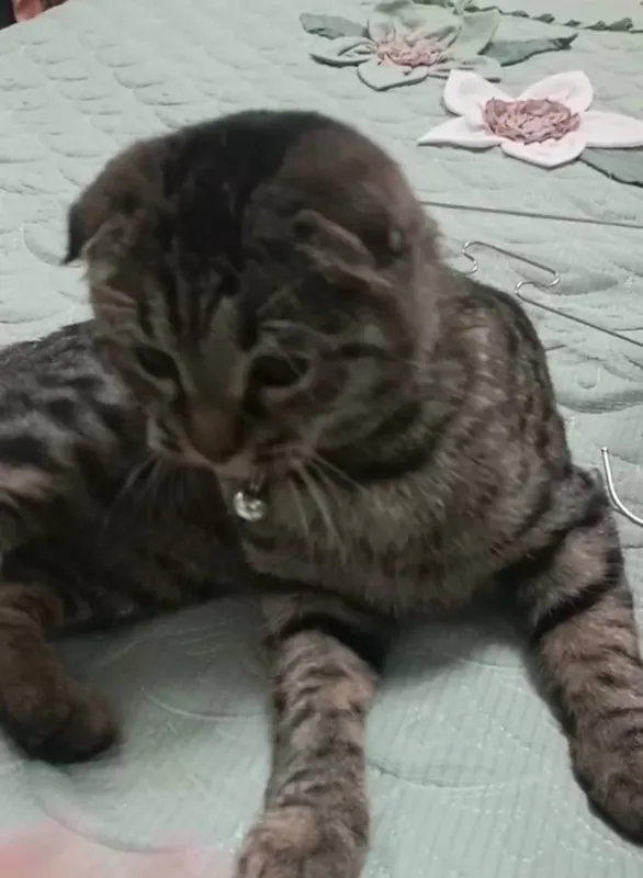 Mushuk scottish fold 3 Mushuk scottish fold 3