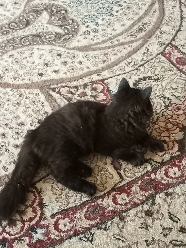 Котик четырех месяцев 3 Котик четырех месяцев 3