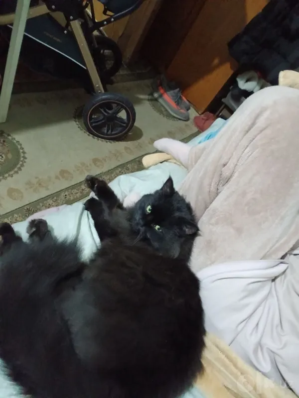 Подарю котенка шоколадку лесная норвежская родители привезенные 1 Подарю котенка шоколадку лесная норвежская родители привезенные 1