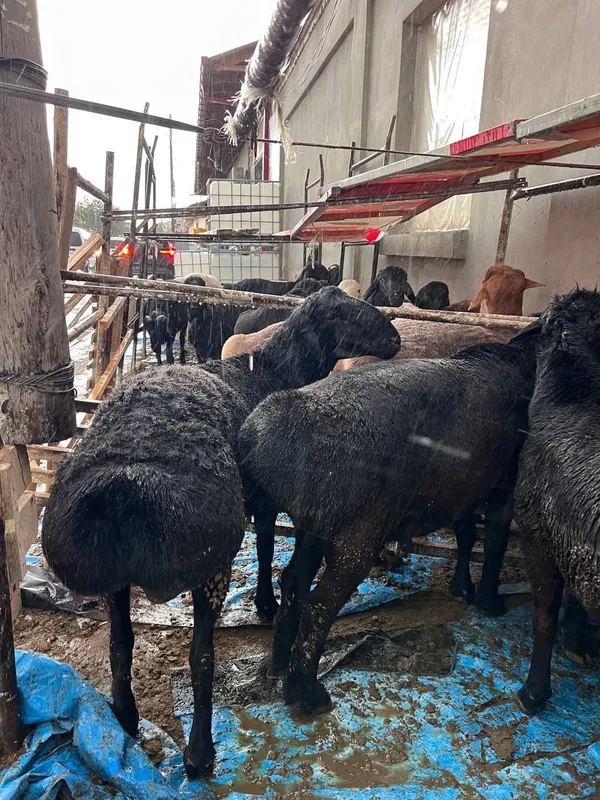 Qurbon hayiti uchun sog‘lom va semiz qo‘ylar sotiladi!