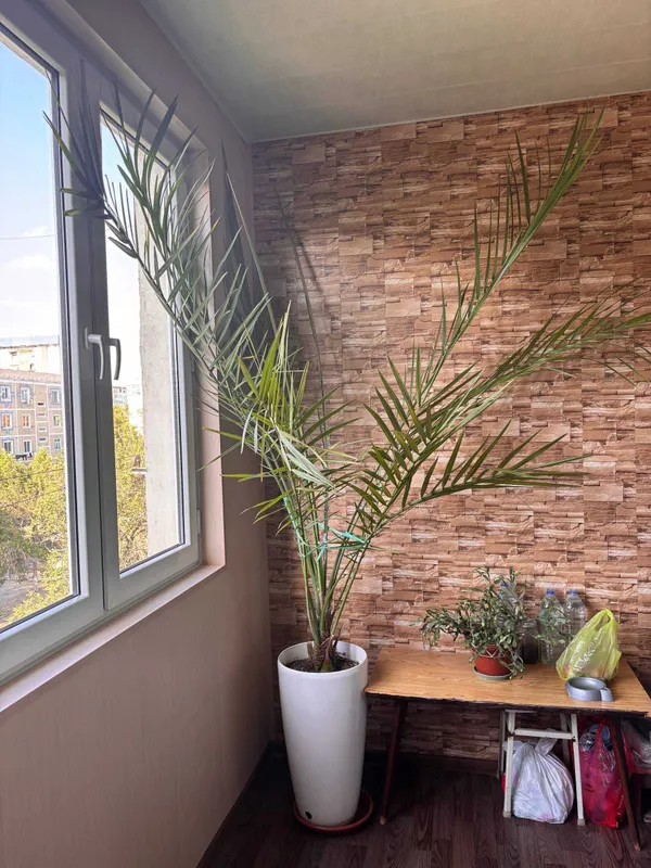 Продается большая финиковая пальма (выращена из косточки дома) 1 Продается большая финиковая пальма (выращена из косточки дома) 1