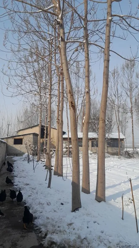 Pavloniya daraxtlari sotiladi. Yoshi: 3.5–4 yillik Qalinligi: 2,5–3 q