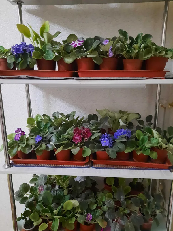 Продаются фиалки — фото 1