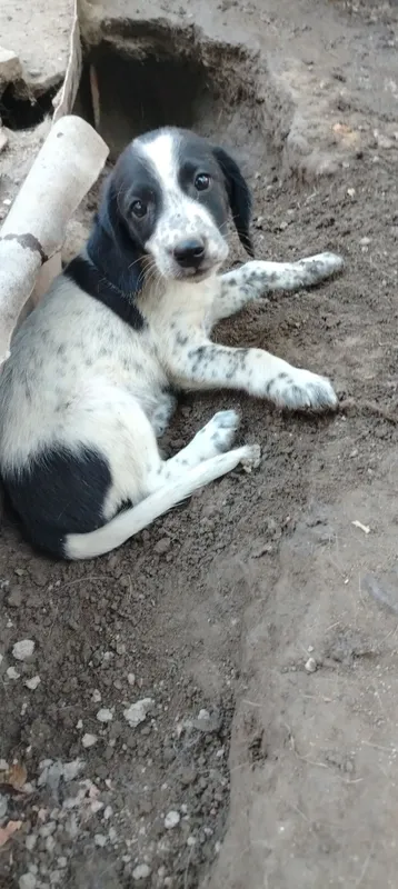 Spaniel kuchukchasi sotiladi, urg‘ochi 8