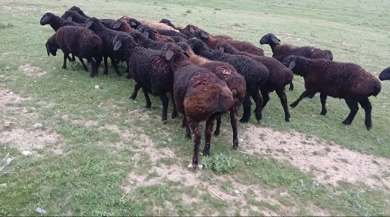 Burovoy suv chiqarish hizmati Artezan