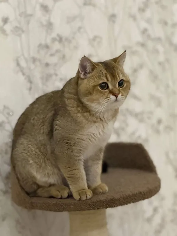 Скотч фолд оригинал мушук зотли — фото 5