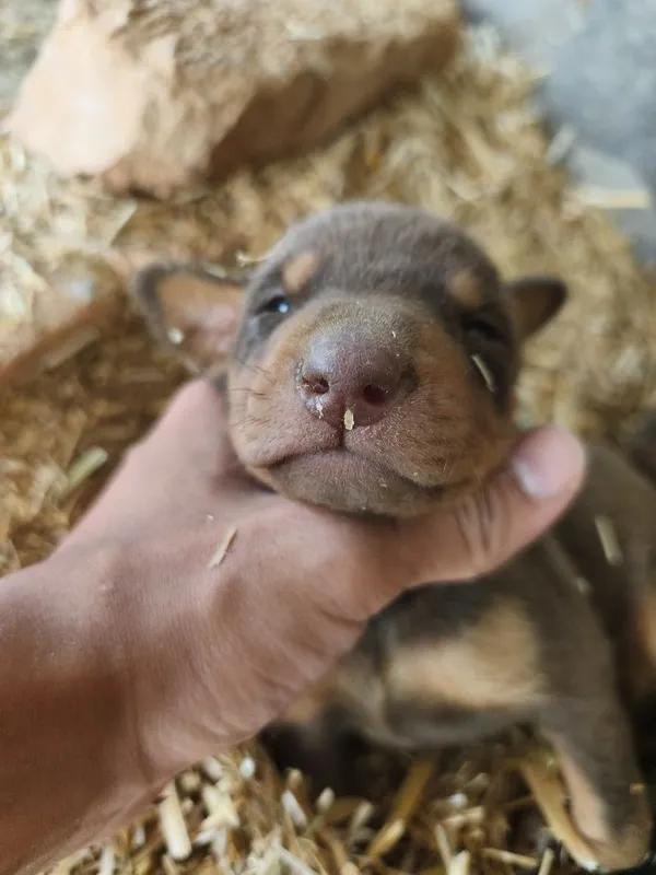 Toza germaniski doberman boqadiganlaga sotiladi