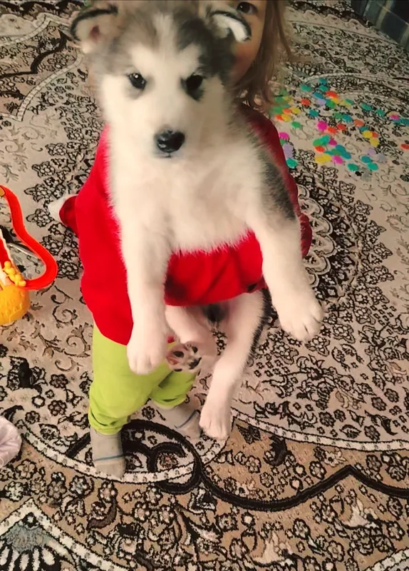 Alyaska malamuti kuchugi 1 Alyaska malamuti kuchugi 1