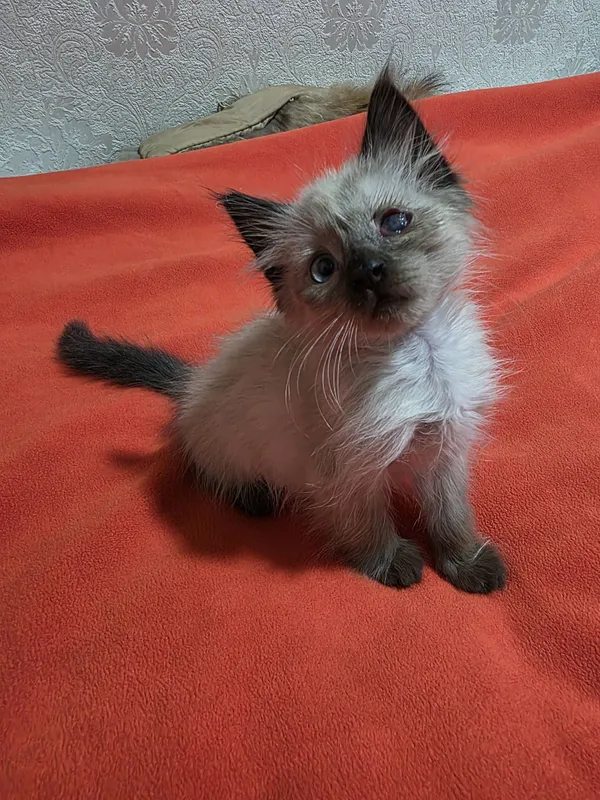 Отам в добрую семью котенка — фото 4