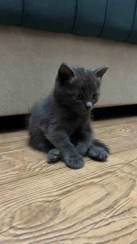Продаются котята скоттиш страйт 7
