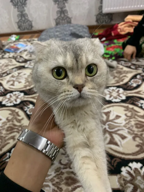 Scottish Fold Sotiladi — фото 1