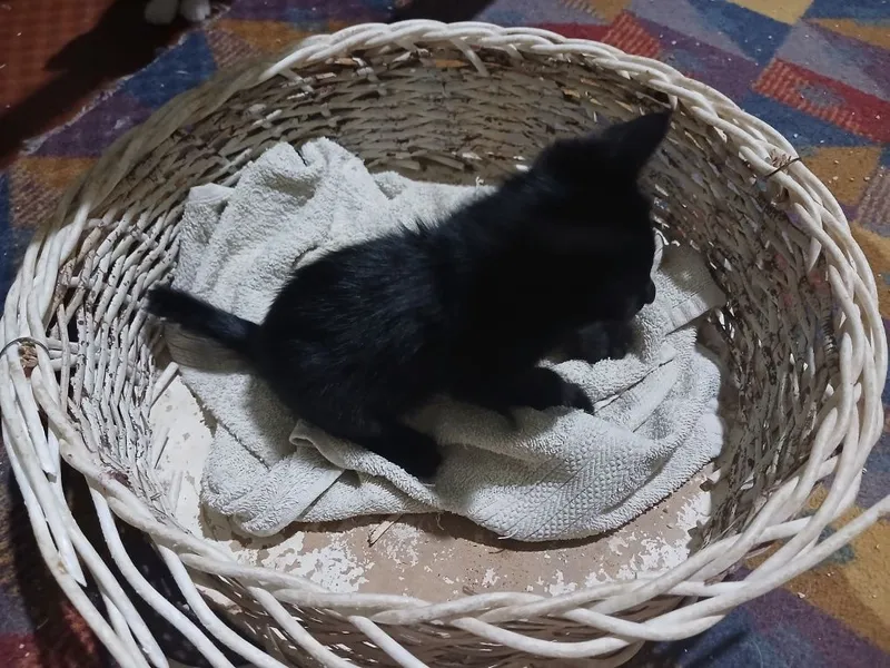 Котёнок (3месяца) 2 Котёнок (3месяца) 2