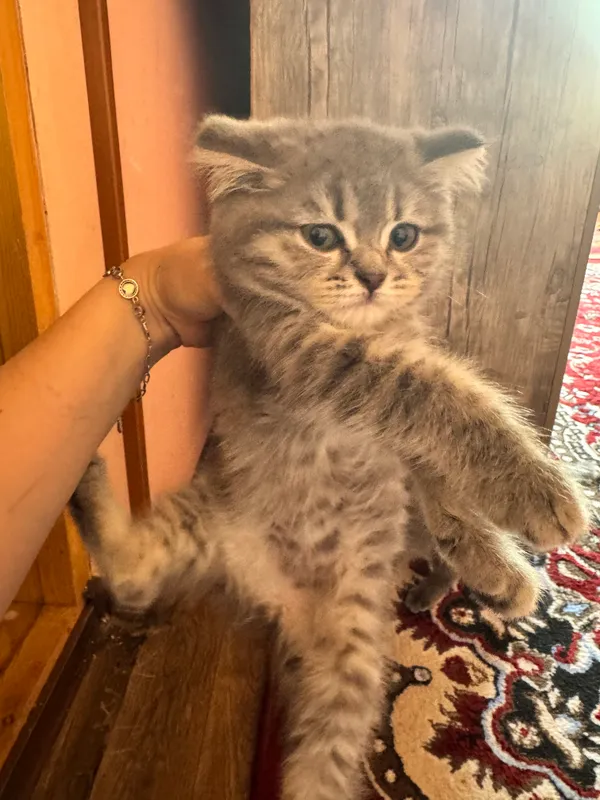 Кошка пародис — фото 1