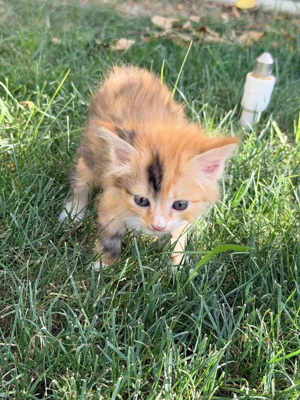 Котята в хорошие руки 2 Котята в хорошие руки 2
