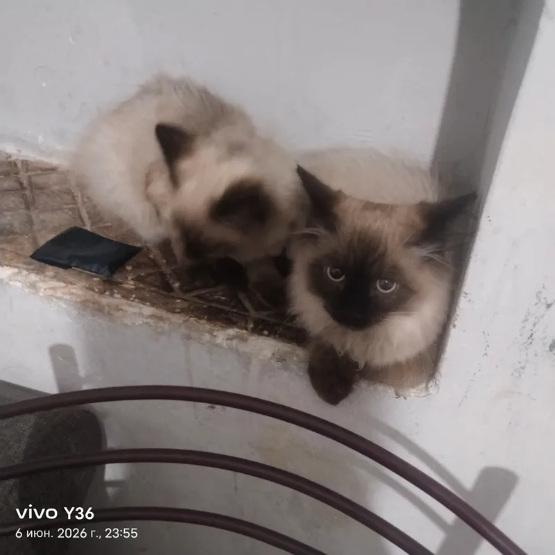 Чистый кот 2