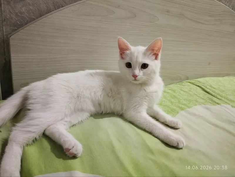 котенок девочка