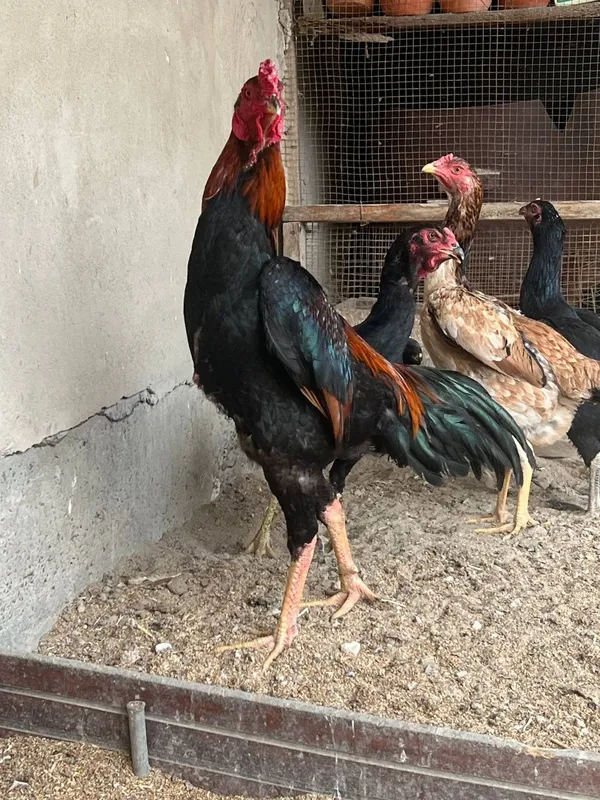 Корейские яйца шамо 2 Корейские яйца шамо 2