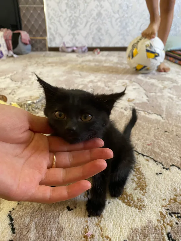 Породистый кот Породистый кот