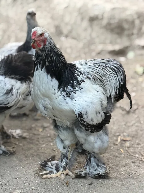 Sof zotli Brahma tovuqlari 1 Sof zotli Brahma tovuqlari 1