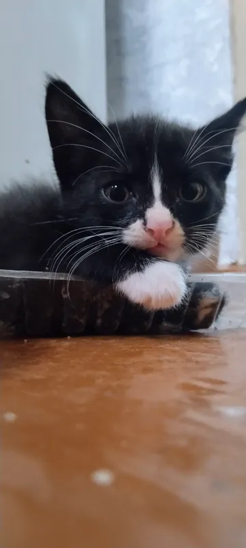 отдам котенка — фото 1