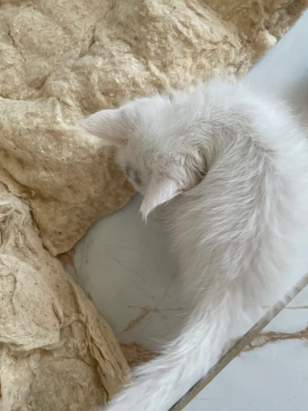 Котенок бесплатно — фото 1