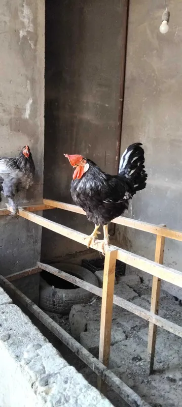 Петухи домашние, брамы 2 Петухи домашние, брамы 2