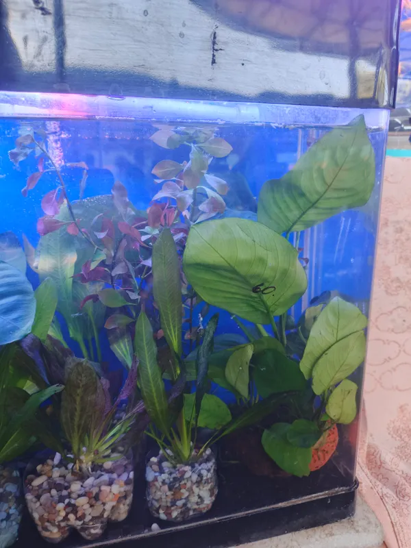 O‘simliklar va akvarium baliqlari 3
