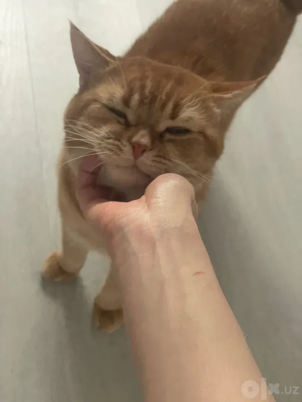 Кот для вязки mushuk 3 Кот для вязки mushuk 3