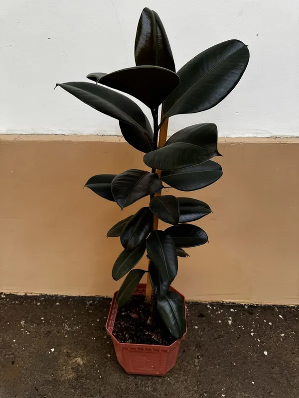 Фикус Black Prince (Чёрный принц) — фото 3