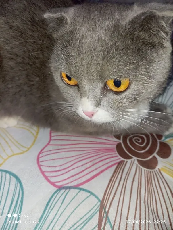 Zotdor: orginal (Scottish Fold) — фото 2