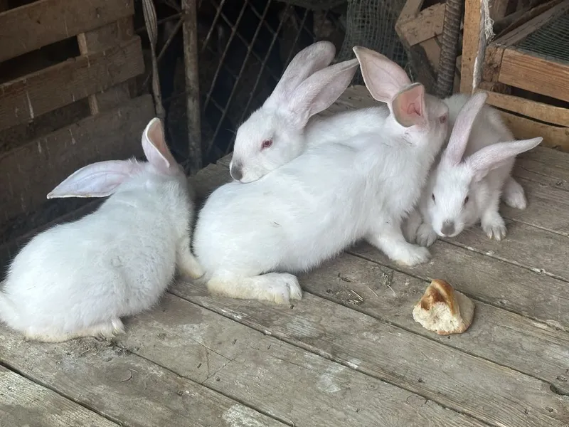 Kaliforniya +hikol quyon bolalari sotiladi 1