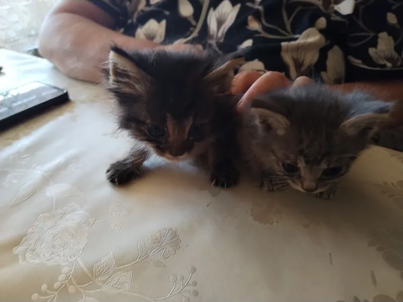 Отдам котенка в хорошие руки