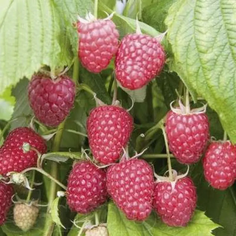 Malina Primum yrik sorti polka продам малины В примум классе полка 2 Malina Primum yrik sorti polka продам малины В примум классе полка 2