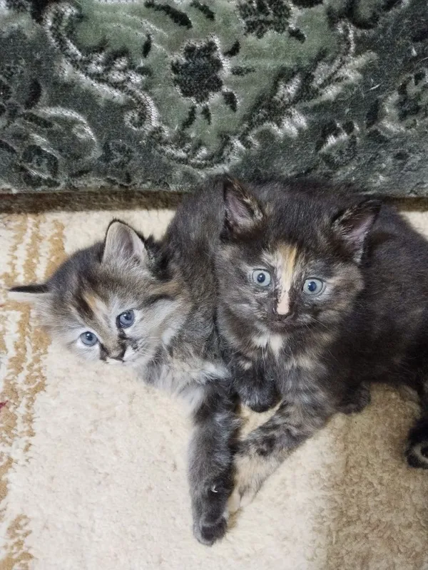 Котята домашние чистые без блох 4