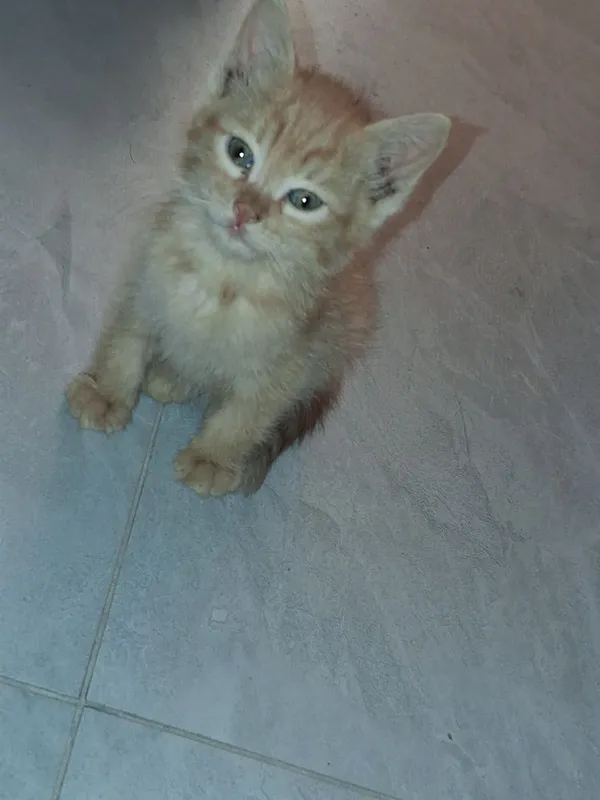 Сиамский котёнок и рыжий лохматик 4 Сиамский котёнок и рыжий лохматик 4