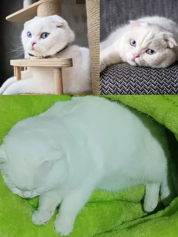 Вязка со Скоттиш Фолд