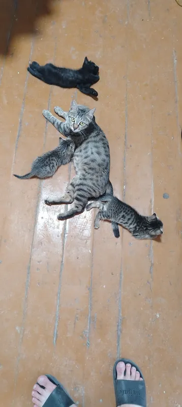 Котята отдам в добрые руки
